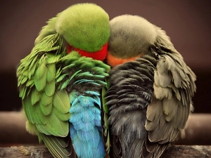 Parrots, Sleeping, cuddled