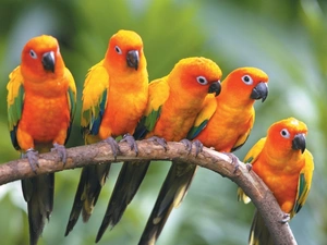 five, Conures, twig, parrots