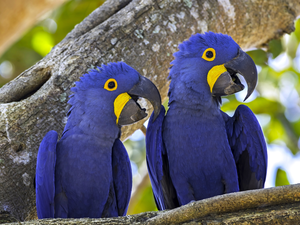 Hyacinth Macaw, Two, Parrots