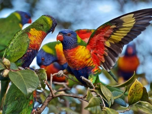 lorikeets Mountain, color, Parrots