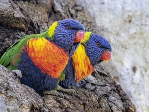 lorikeets Mountain, Two, Parrots