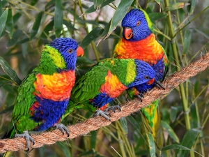 Parrots, Lorikeets