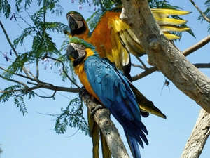 Two, ara, trees, Parrots