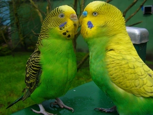 Parrots, Wavy