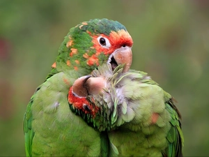 Parrots