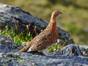 Bird, Stones, grass, partridge