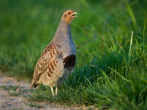 partridge, grass