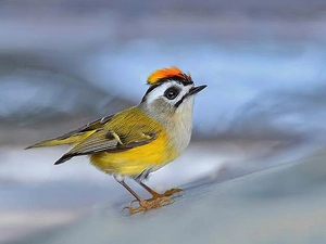 passerines, firecrest