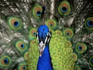 peacock