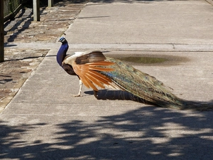 peacock