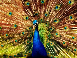 peacock