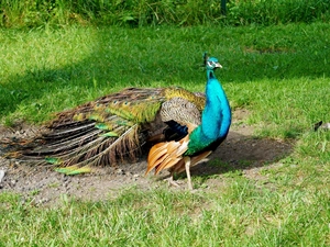 peacock