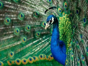 peacock