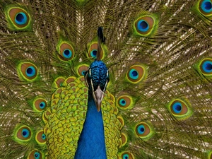 peacock