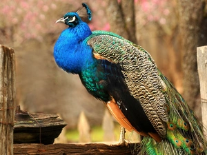 peacock
