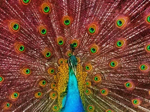 Bird, feather, color, peacock