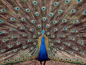Seduction, peacock, blue, Charm, Eyes