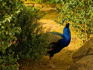 peacock, bush