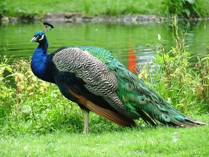 peacock, Beatyfull, color