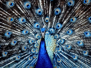 peacock, feather