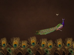 graphics, peacocks, feather, peacock