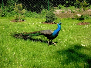 peacock, grass