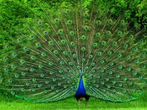 peacock, green