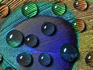 peacock, abstraction, pen