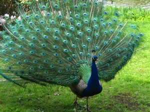 peacock, tail