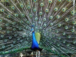 peacock, tail