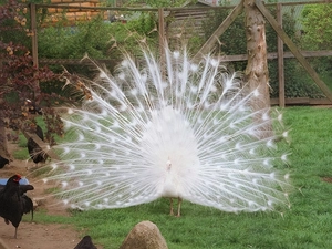 peacock, Beatyfull, White