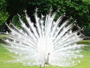 peacock, Beatyfull, White