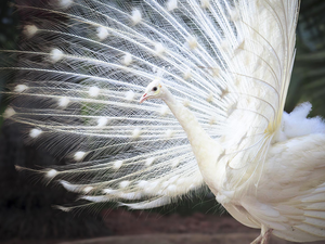 White, Outstretched, tail, peacock