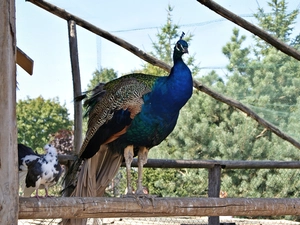 peacock, zoo