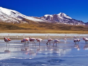 Snowy, peaks, River, Mountains, Flamingos