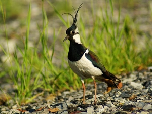 pebbles, lapwing, grass