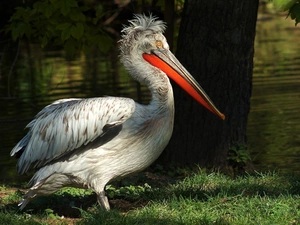 pelican, grass