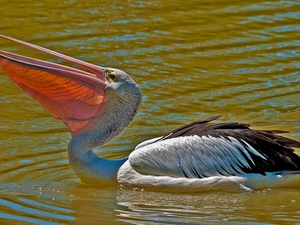 pelican, water