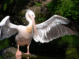 pelican, wings