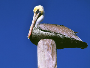 pelican