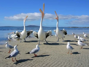pelicans, gulls