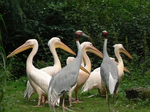 pelicans, herd