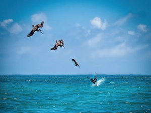 pelicans, sea