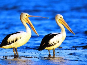 pelicans, water