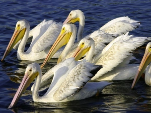 pelicans, water