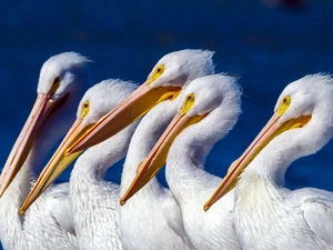 pelicans