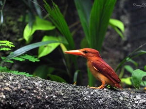 pen, kingfisher, color