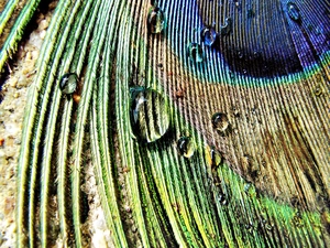 peacocks, drops, water, pen