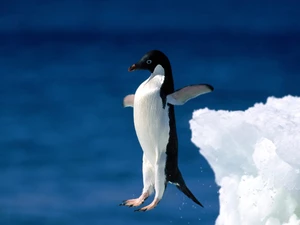 penguin