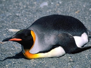 penguin